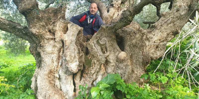 Panagiotis Magganas monumental olive tree